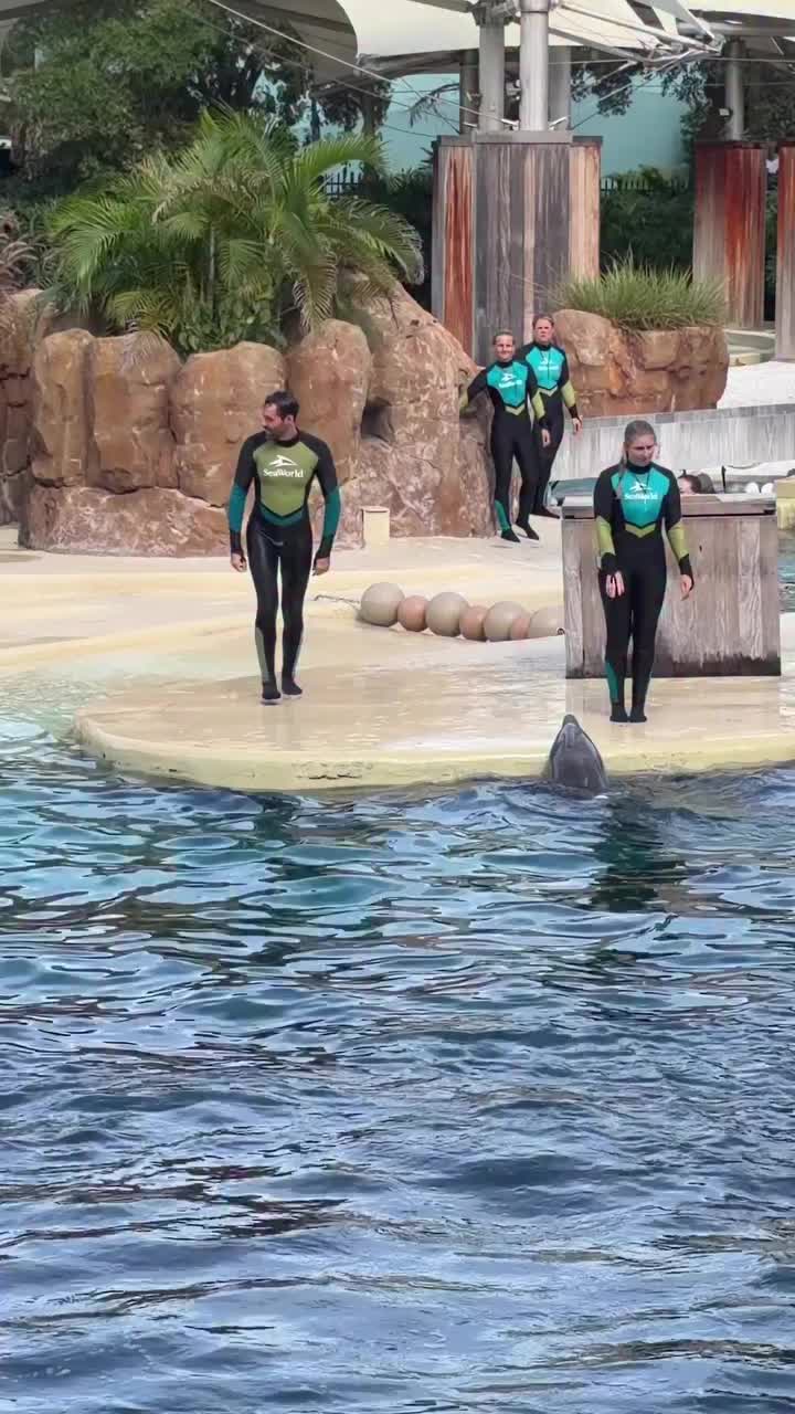 @Dolphin 🐬 World 🌎