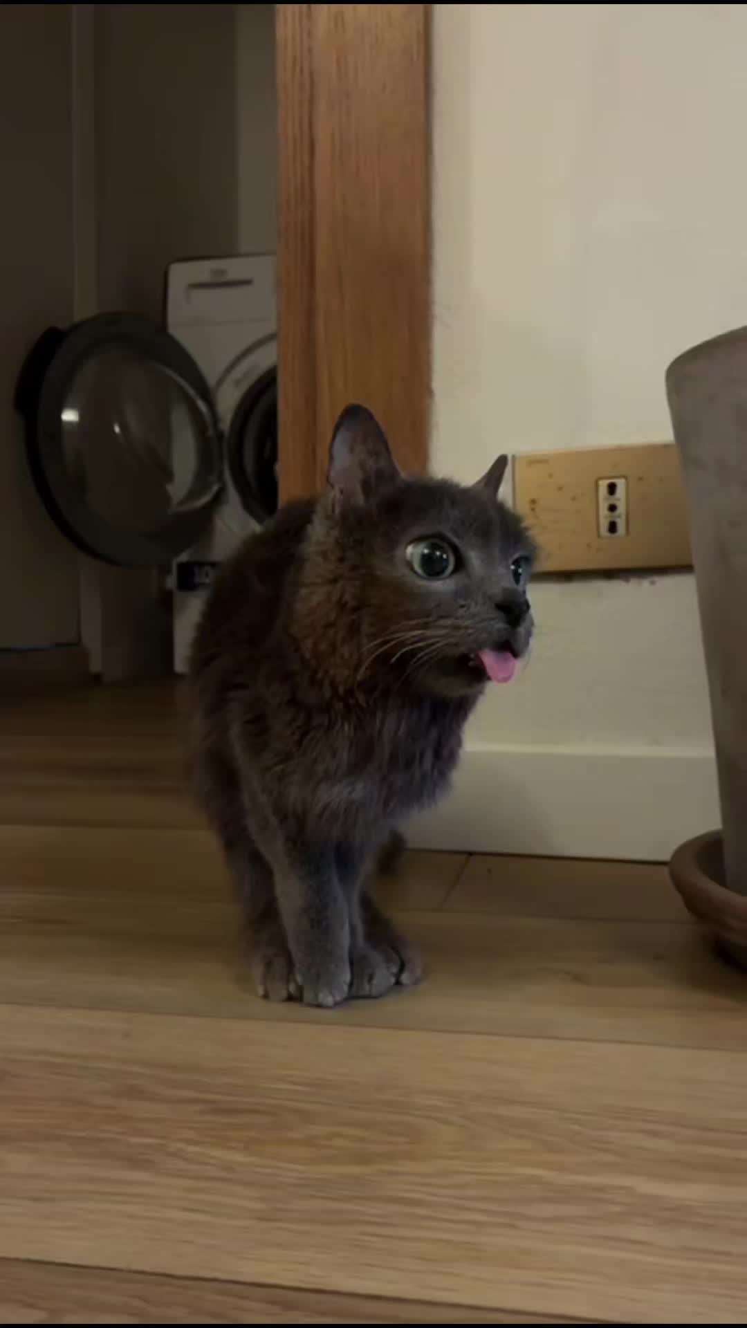 @blu_the_blep