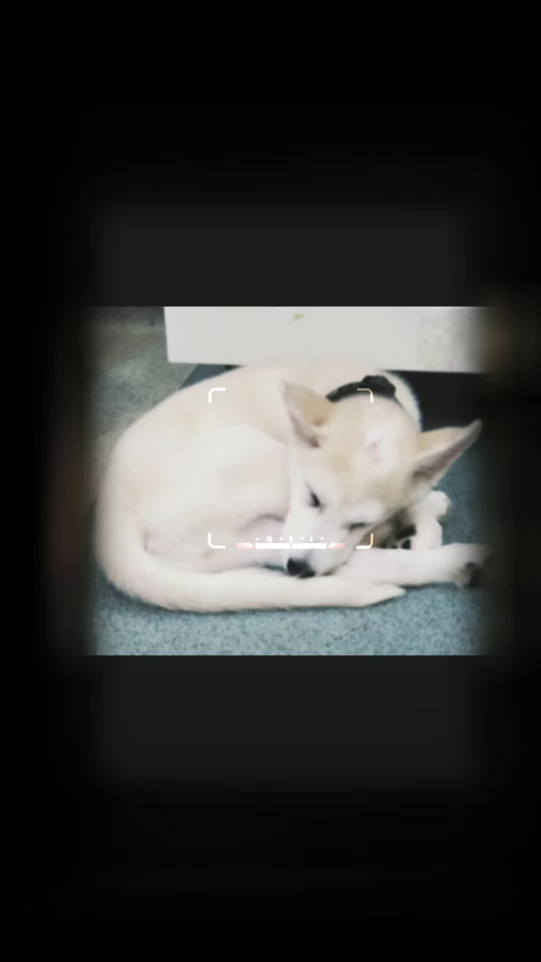 @Diane | Huskies-Jack & Jill