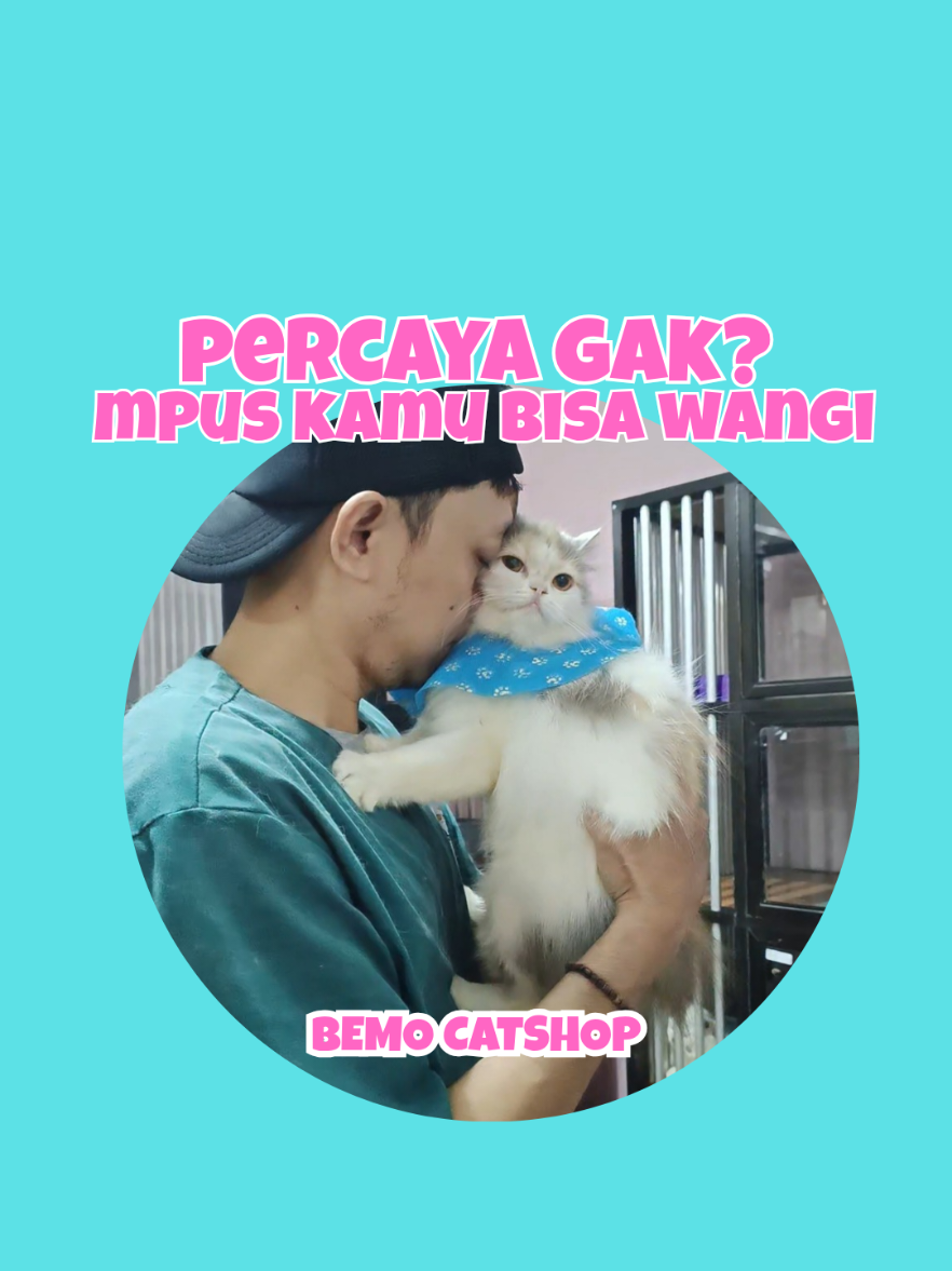 @Bemo Catshop