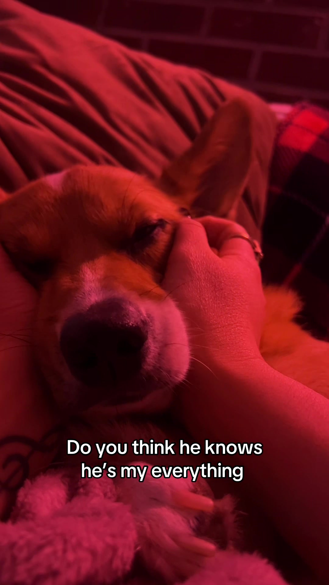 @Cosmo The Cute Corgi