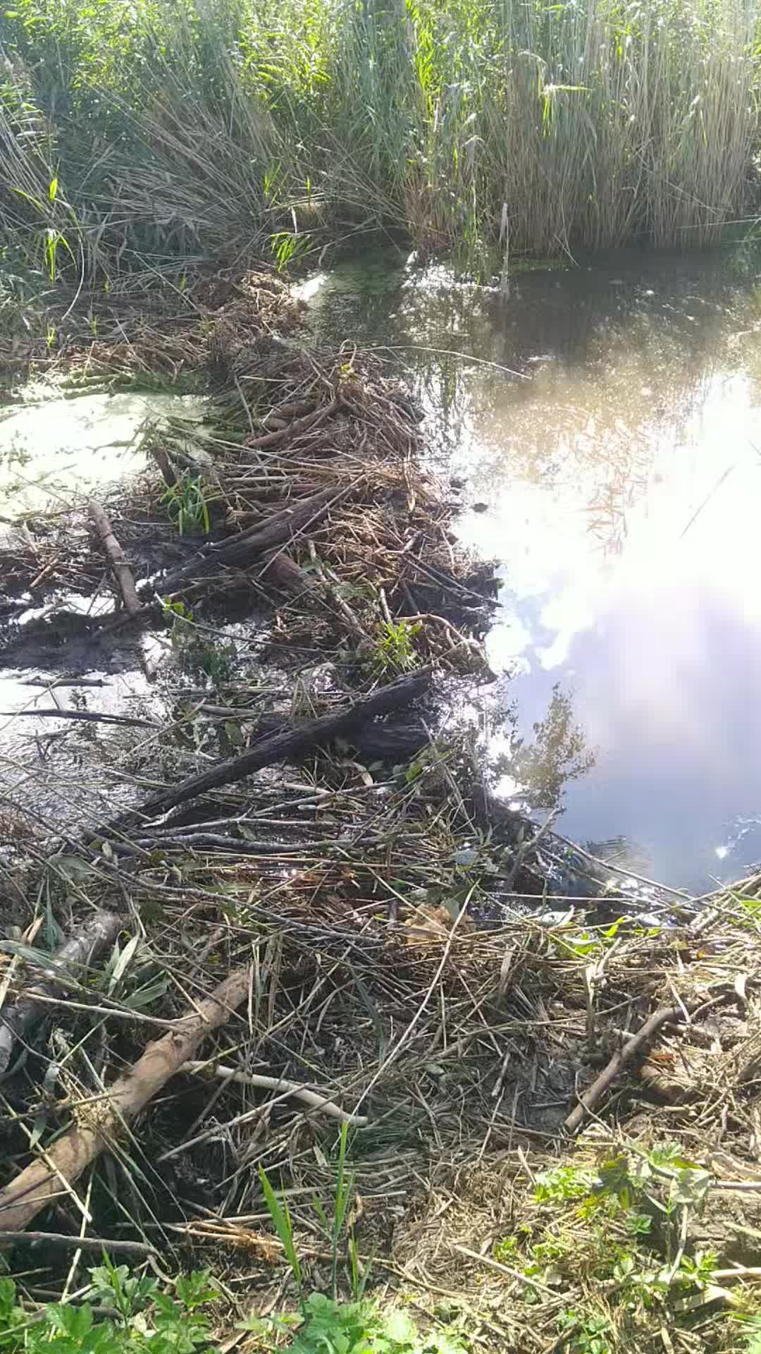 @JurisKalniņš