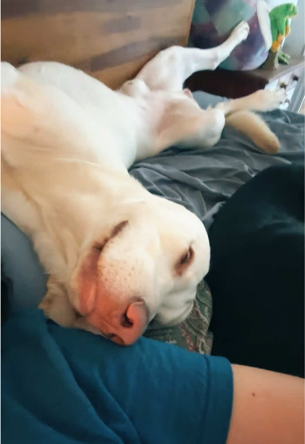 @AmandaT_CoolDog_Trainer ๐ซต๐ถ๐