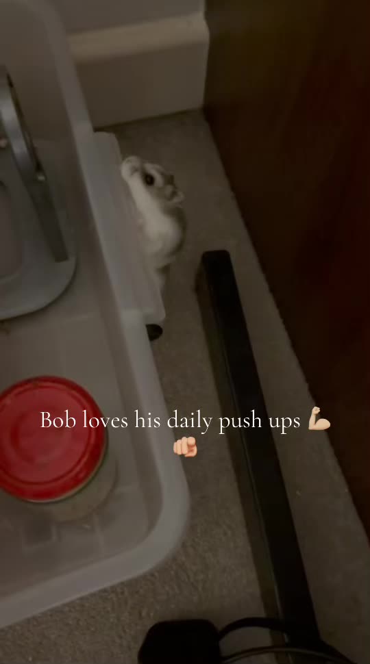 @bob
