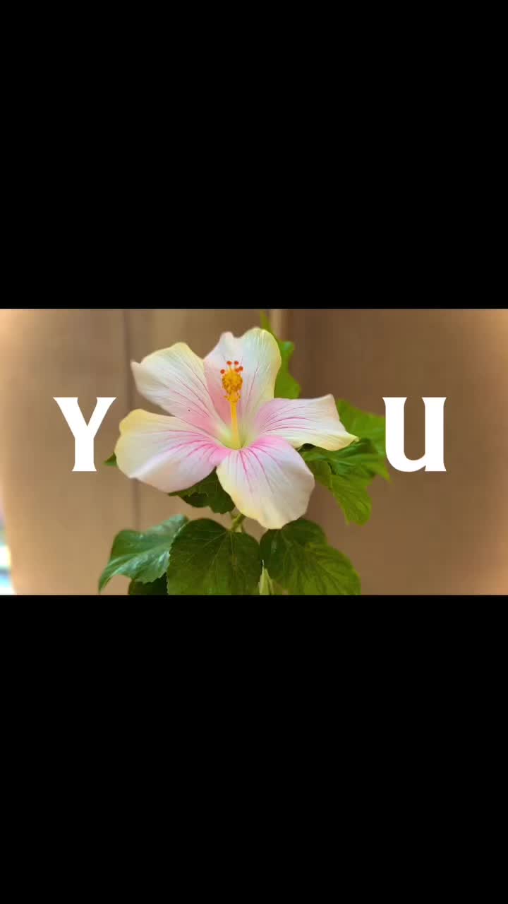 @َ
