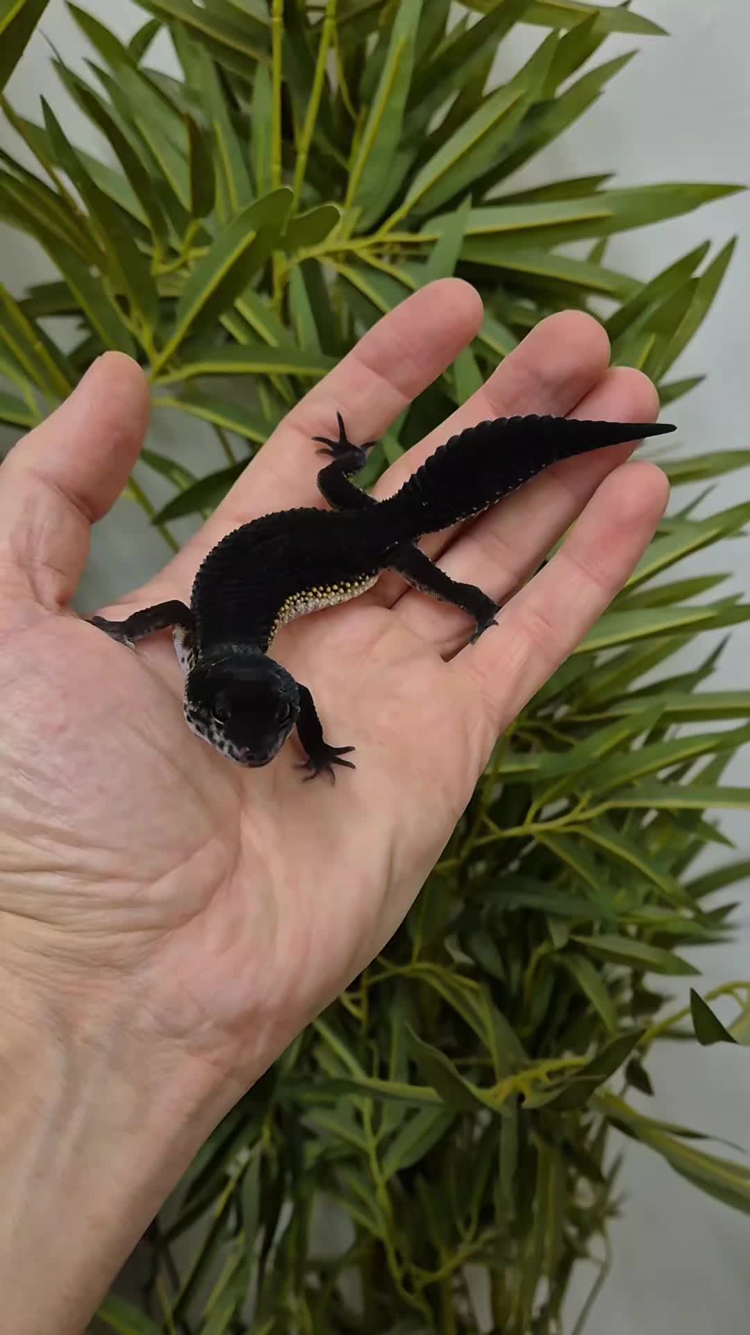 @CambridgeGecko