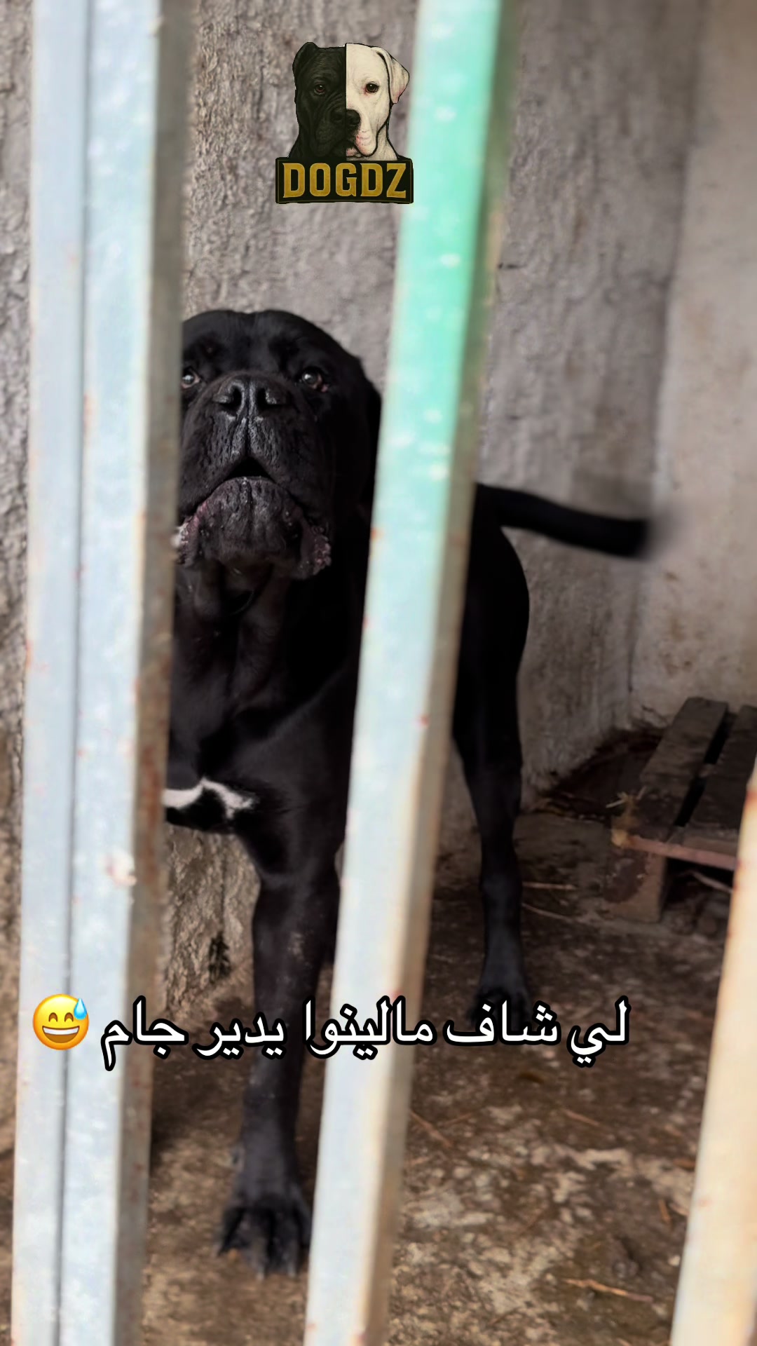 @dogdz🏴☠️🇩🇿