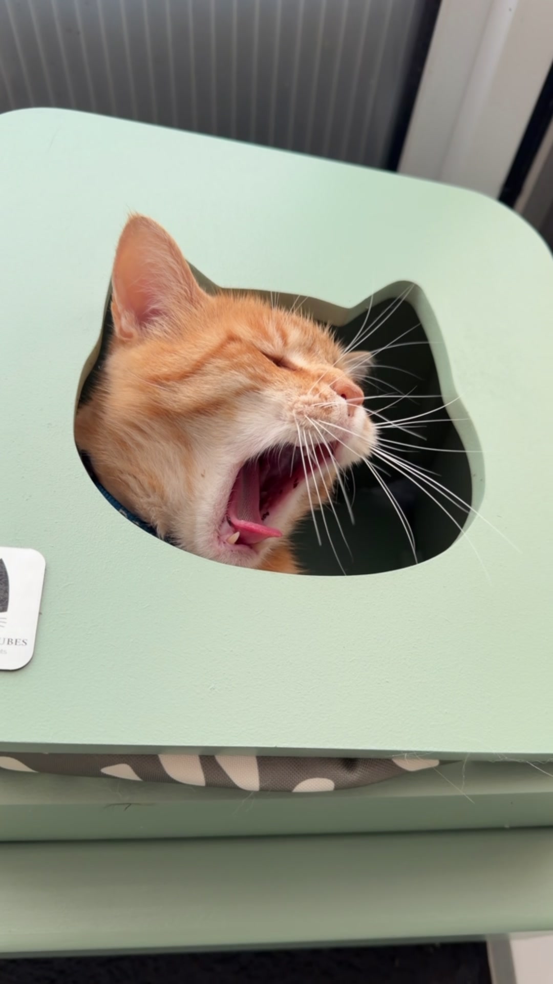 @Herongate Village Cattery