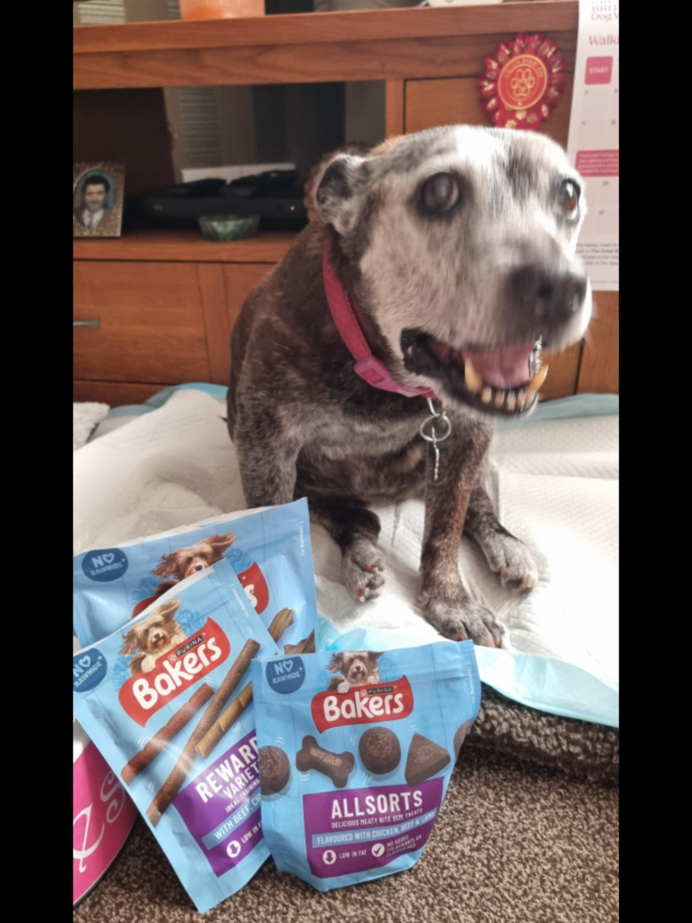 @Chloe The Staffy
