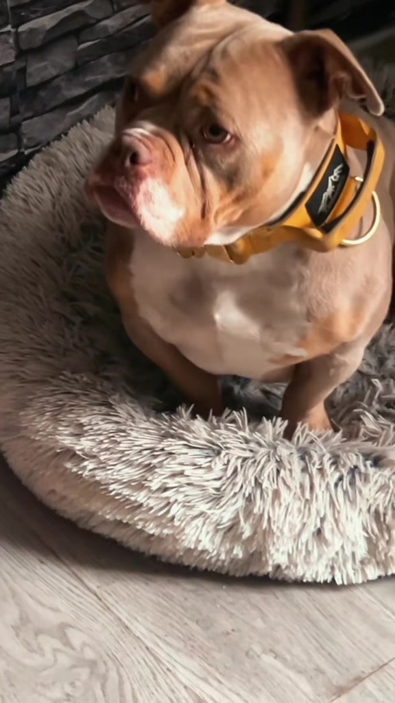 @certidogzuk