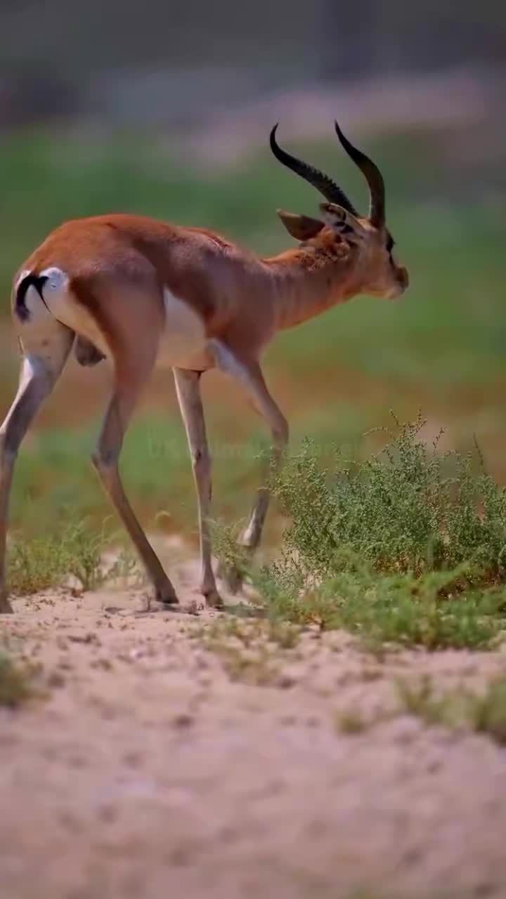 @UK animal channel🇬🇧
