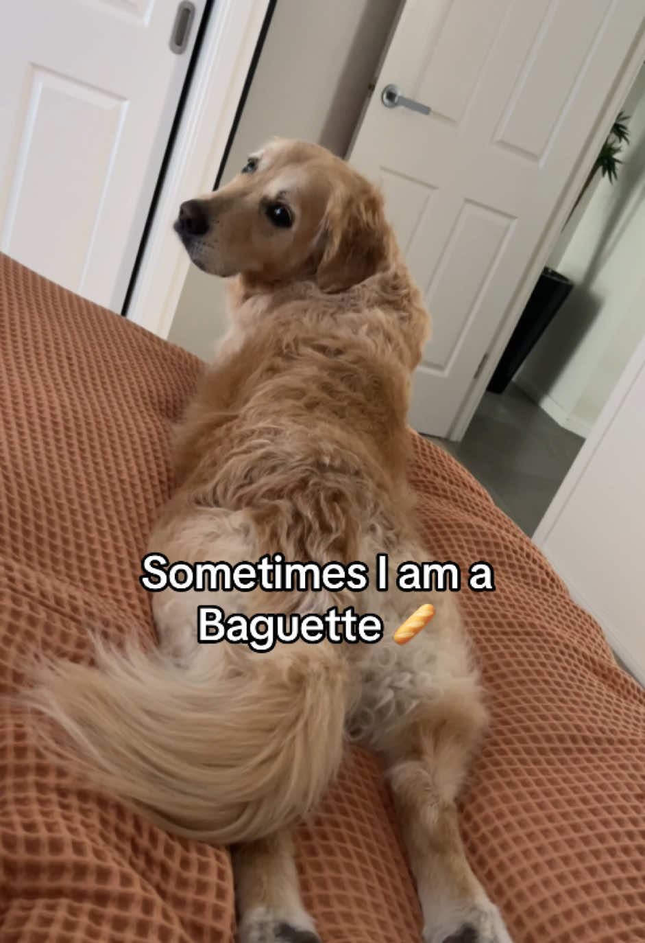 @lunas_golden_life