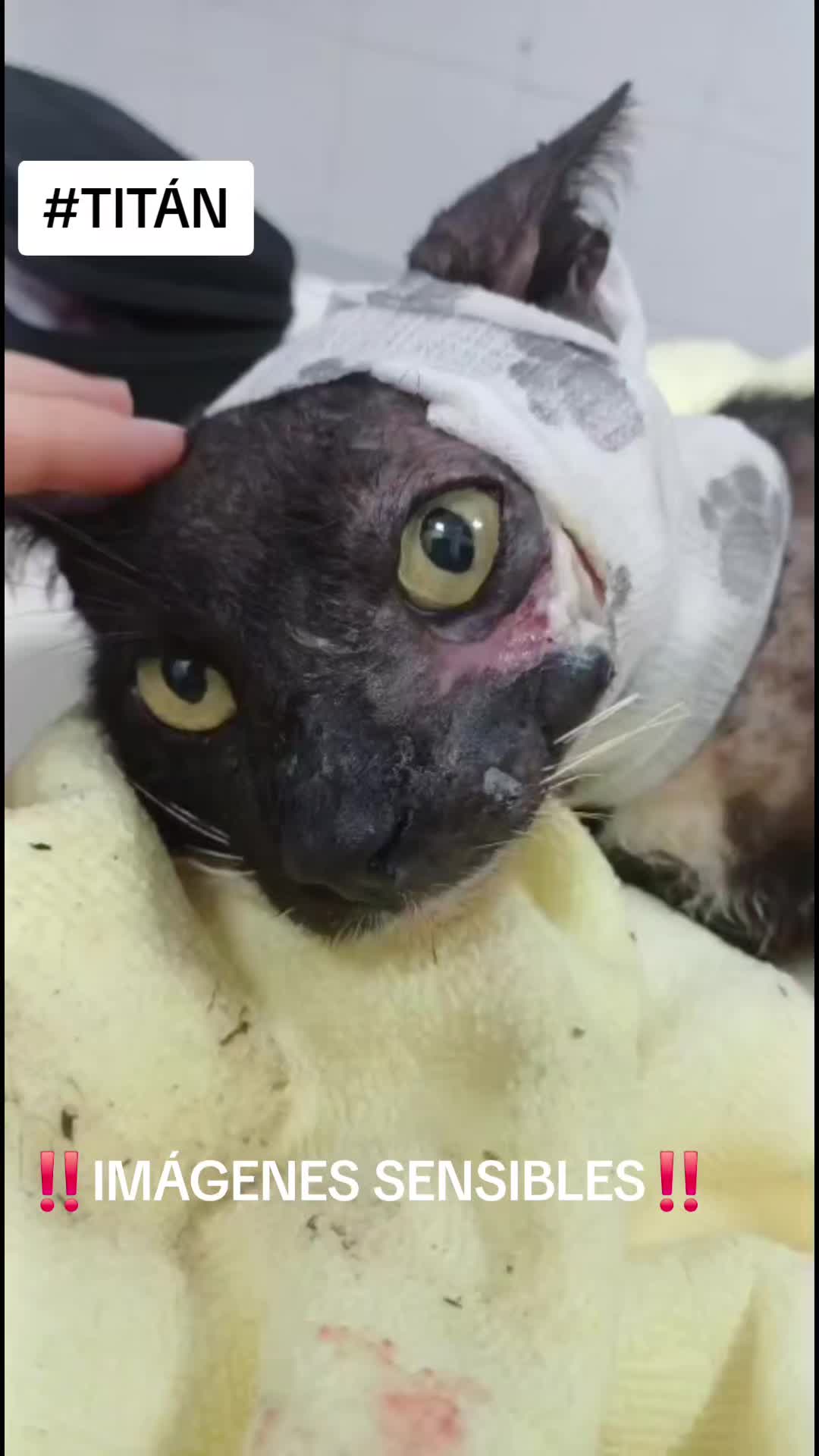 @SOS FELINA TENERIFE