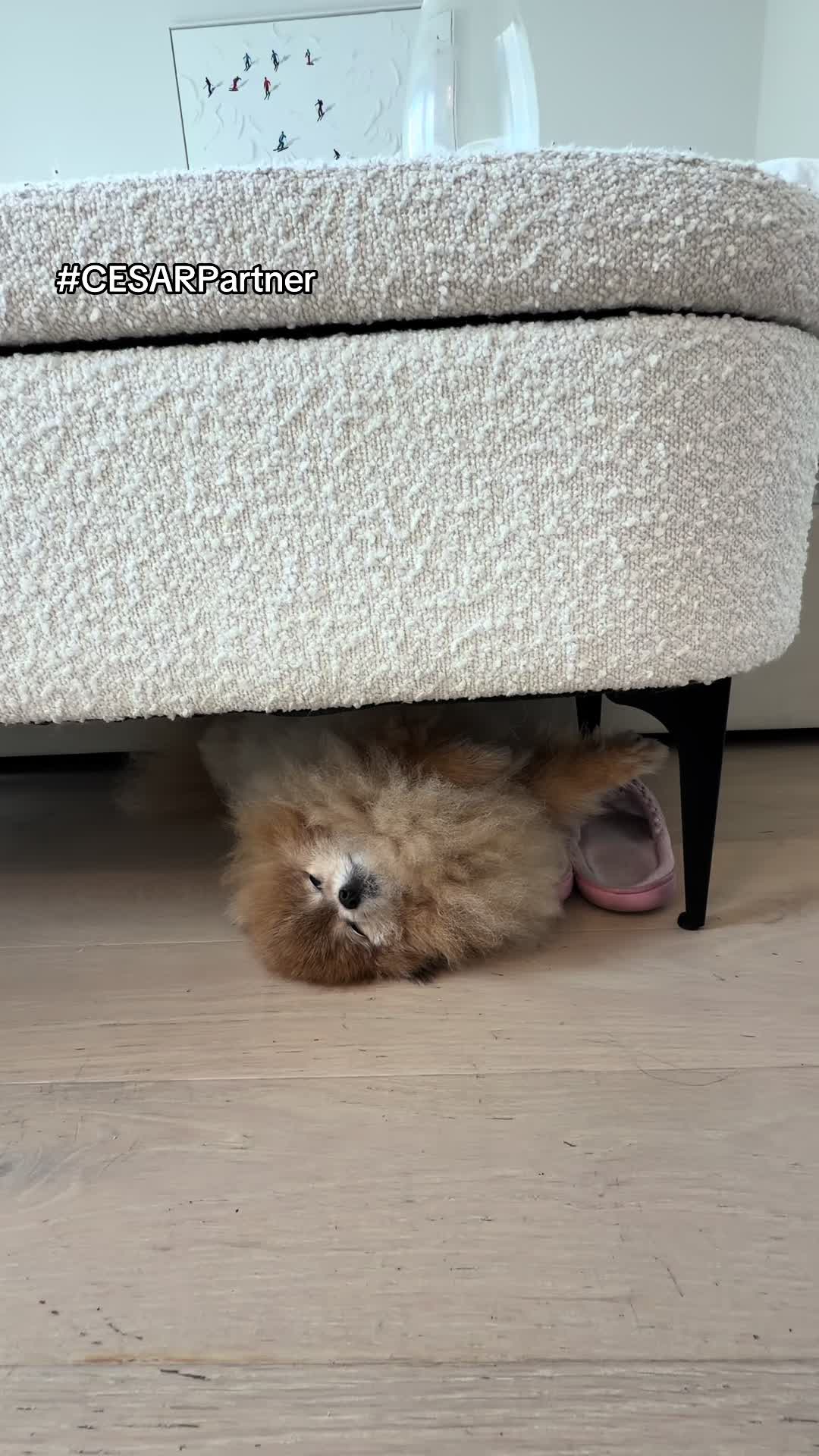 @Keanu the Pomeranian