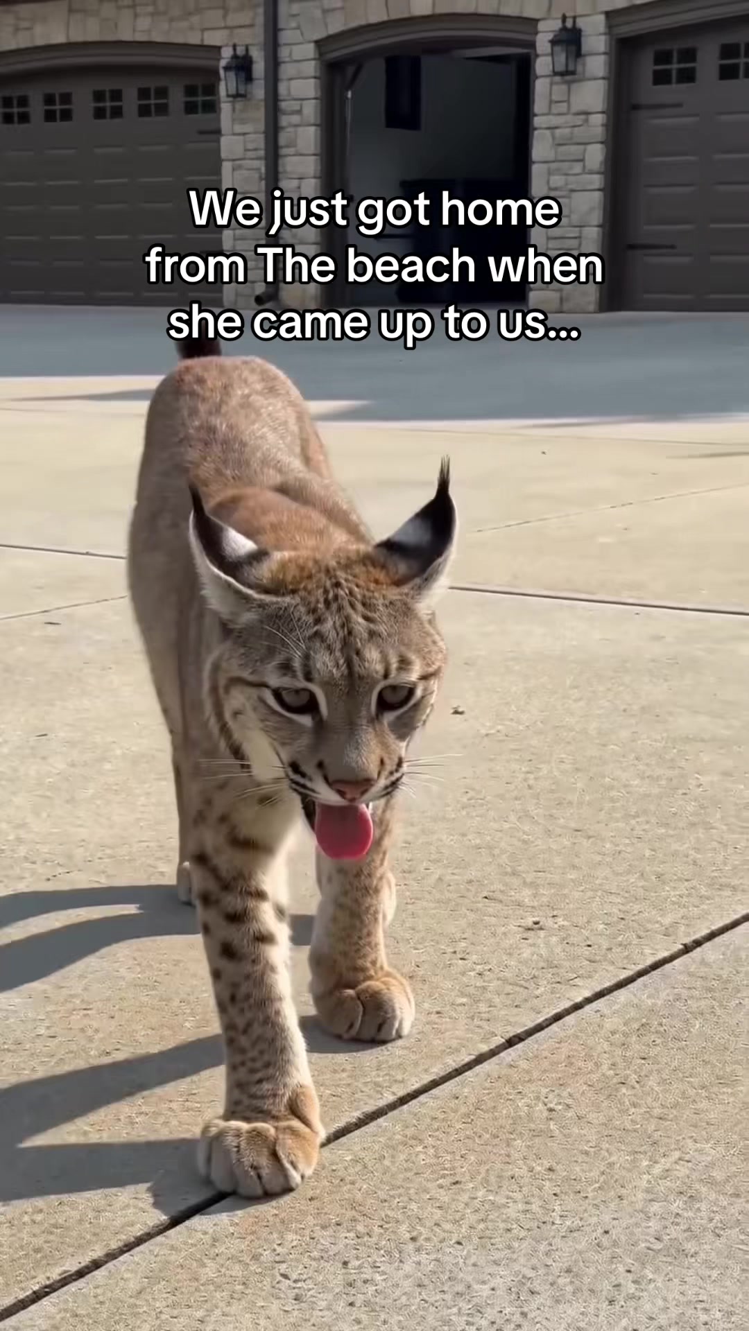 @AJ🦁