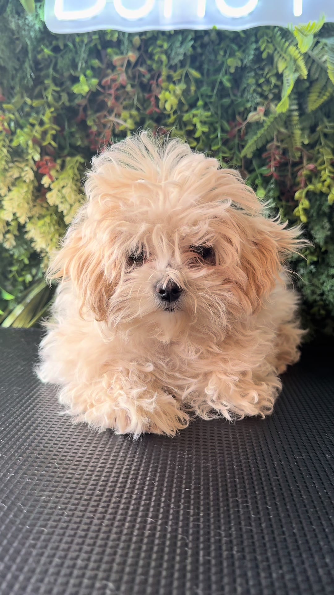 @Boho Pup
