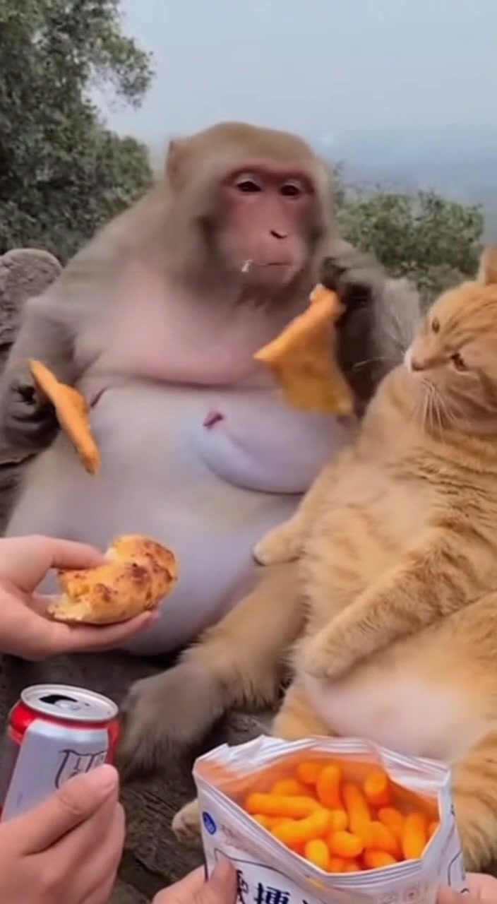 @Baozi in the Wild