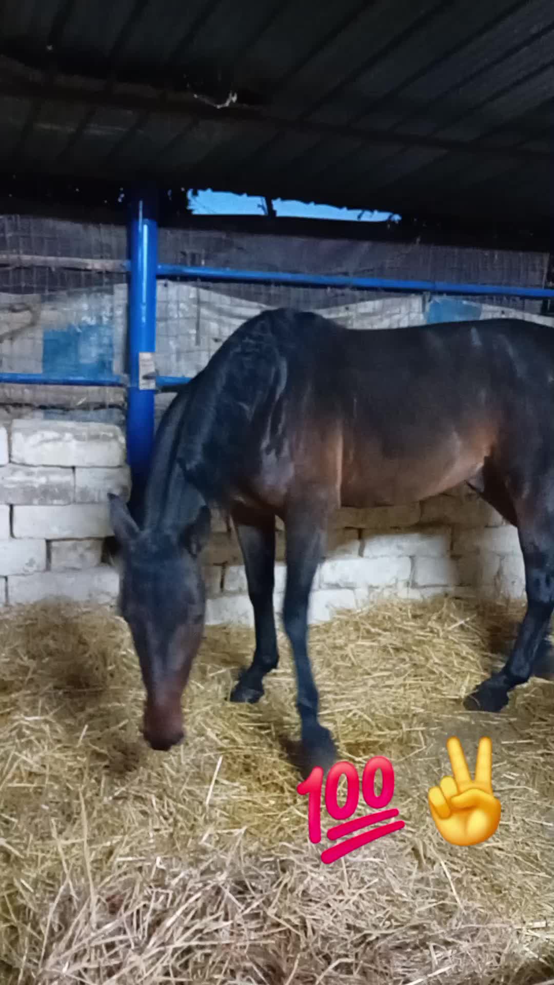 @rocco letizia ⚜️🐴