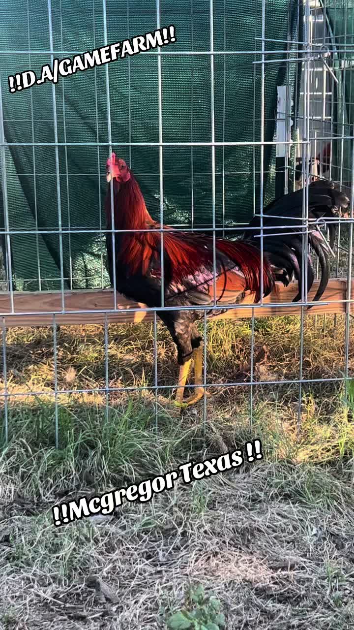 @DAgamefarm