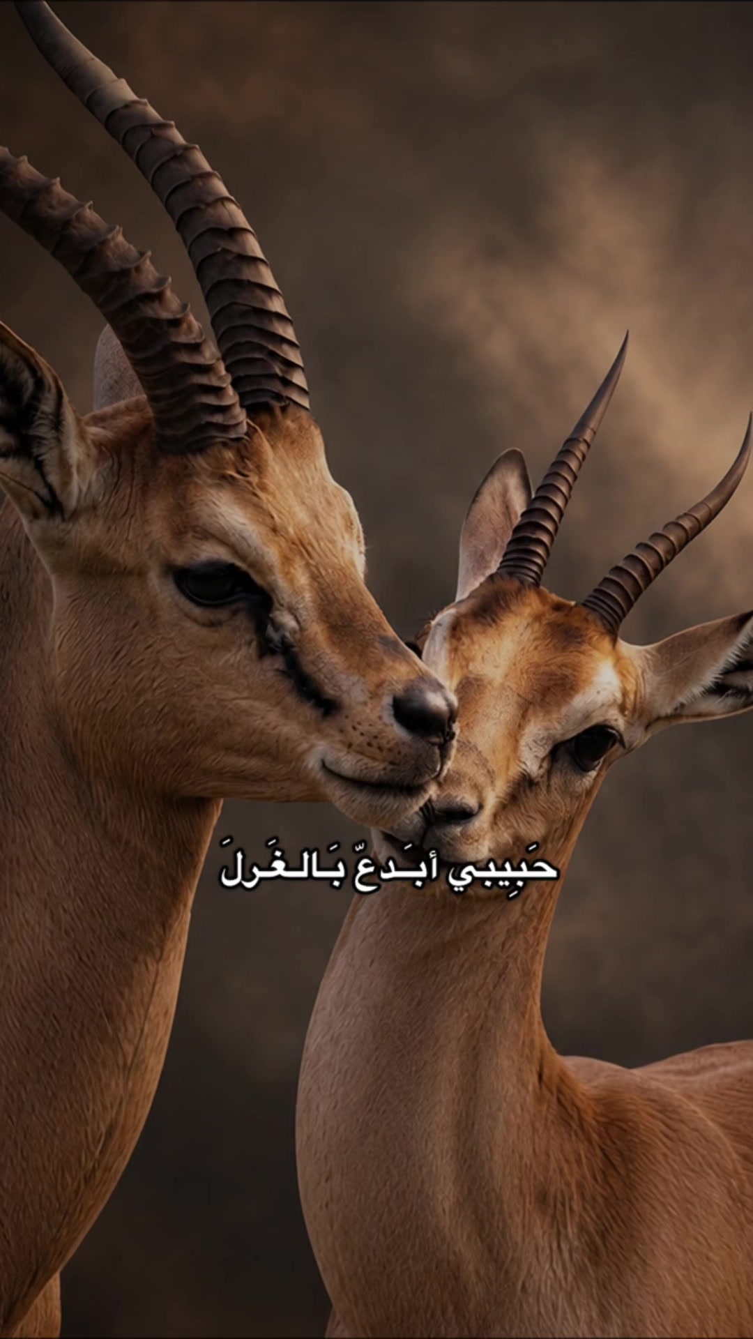 @﮼غزال🦌