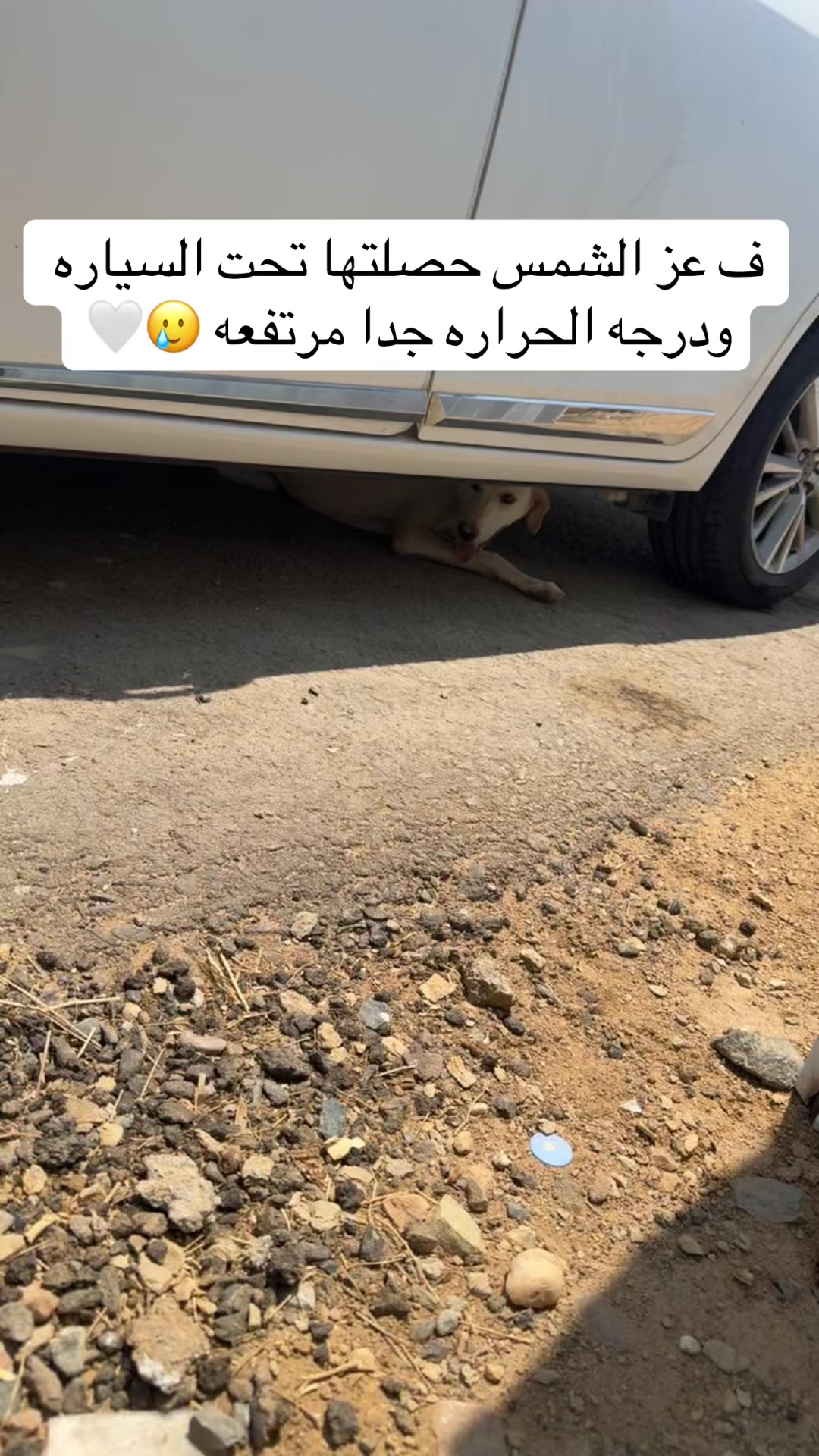 @مـاجـد✨