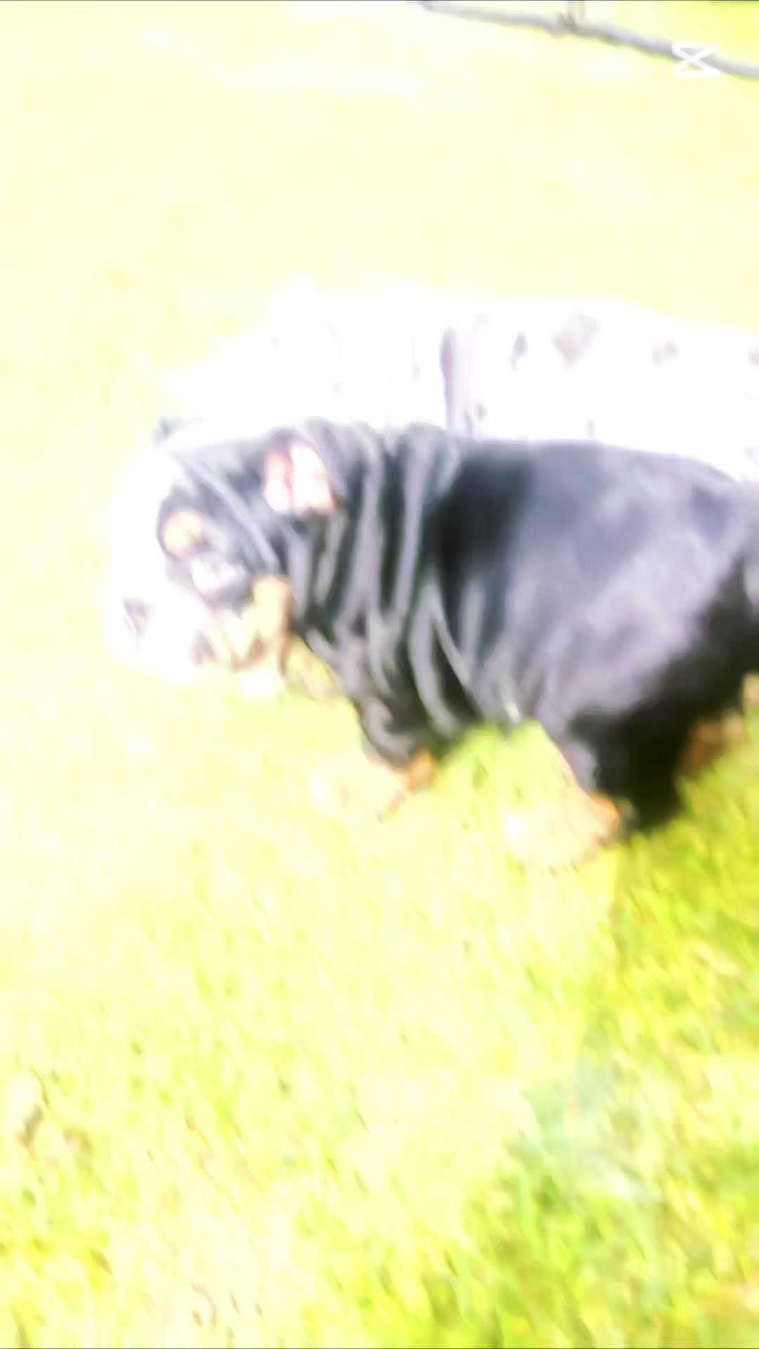 @Bulliciious Bulliez NZ