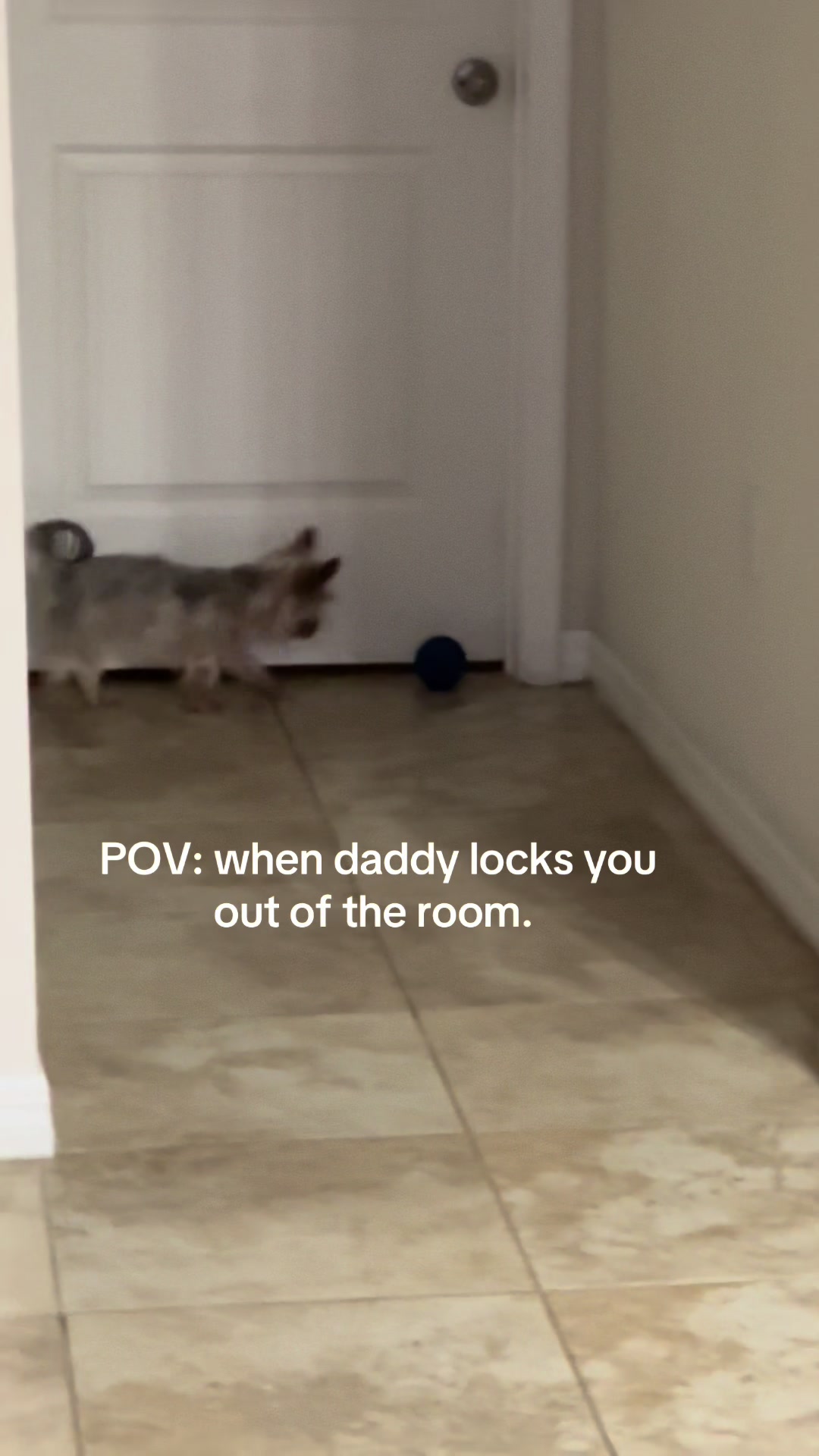 @Penny the Yorkie
