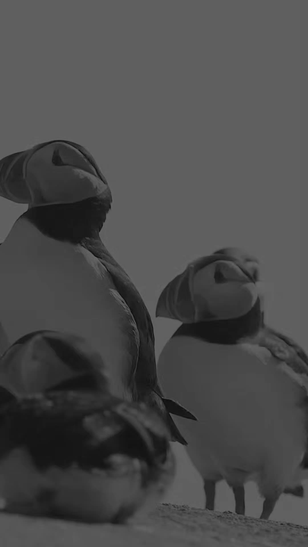 @෴෴╰‿╯෴෴ 𝐊𝐢𝐧𝐠