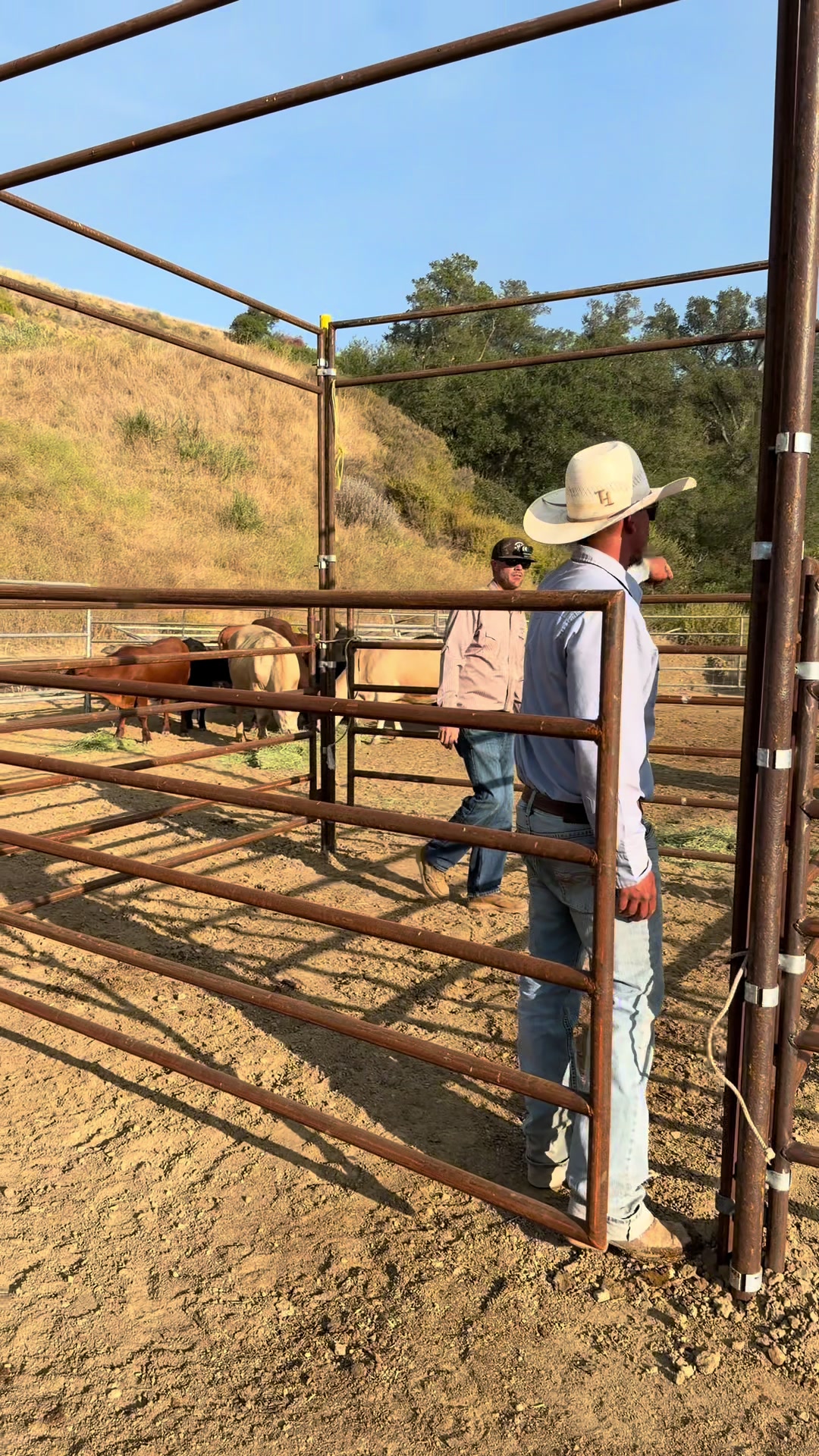 @hvrcattle