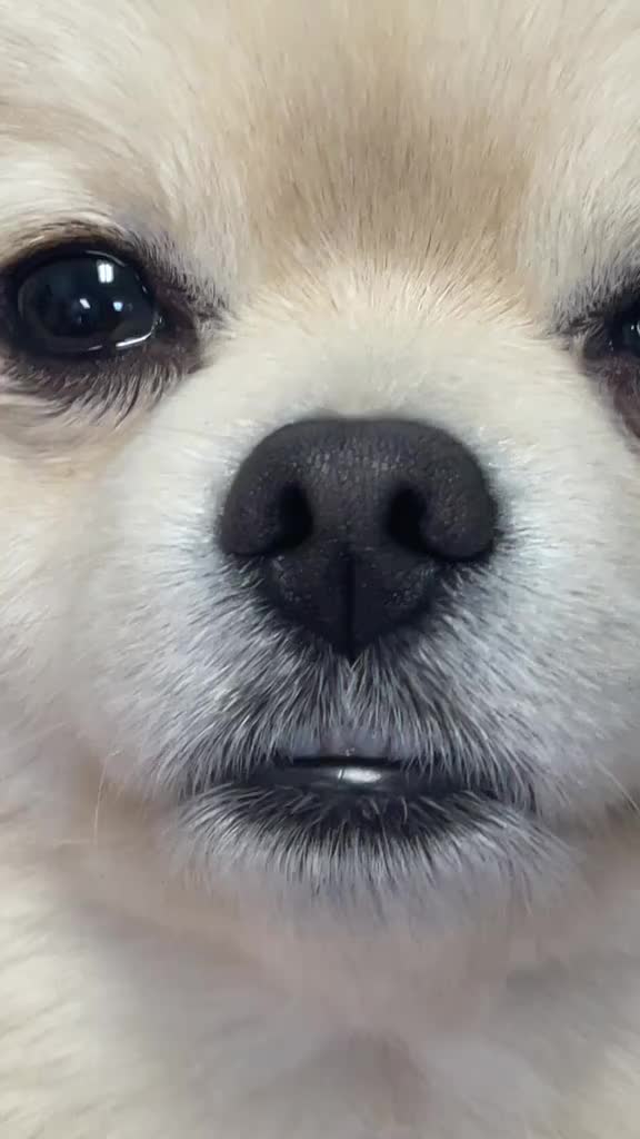 @beingmilothepom