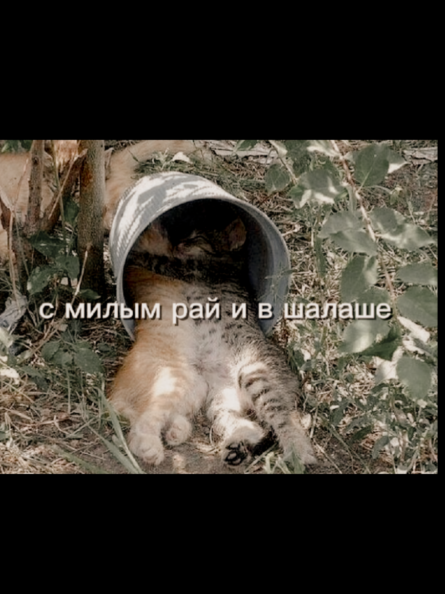 @mitkin