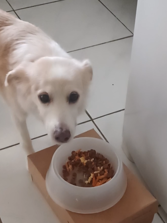 @Cosmos🐕 Maui🐶  Aurora🦊