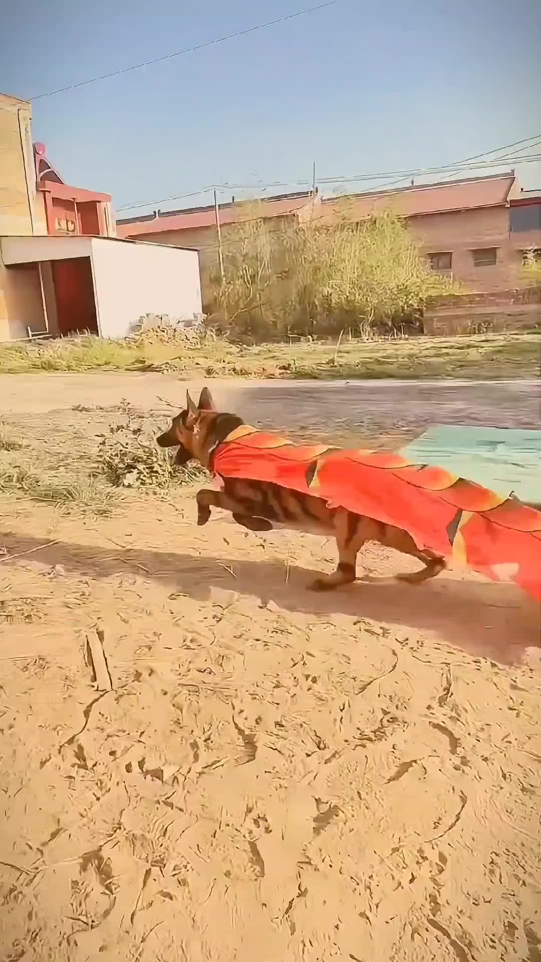 @love pets