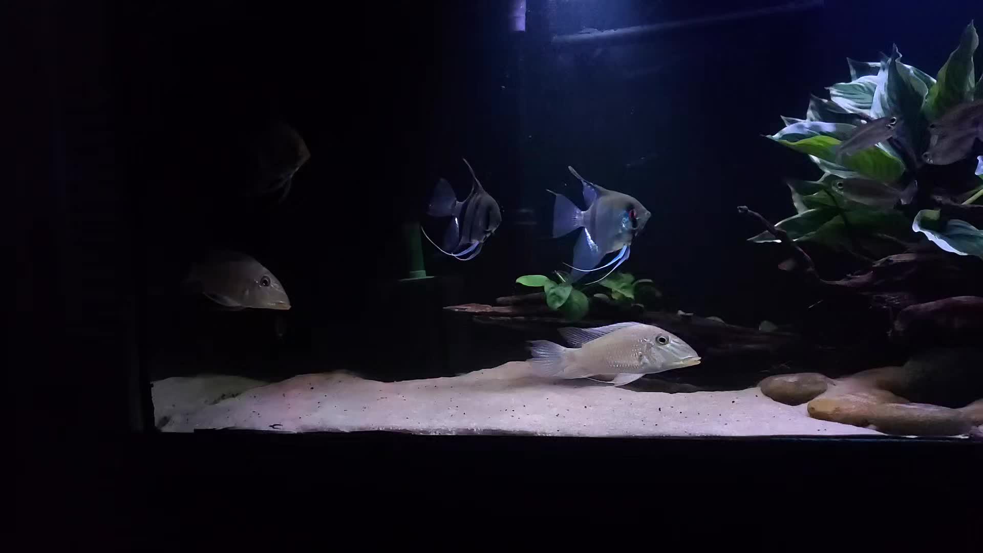 @Dave's Aquatics