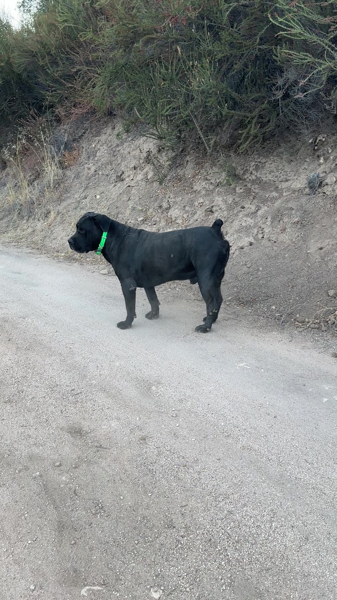 @Bigfoot Boerboels