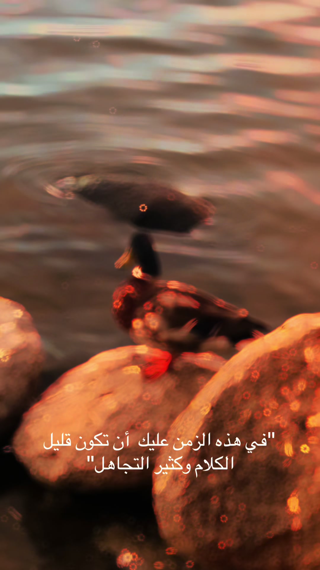 @Roza Issa