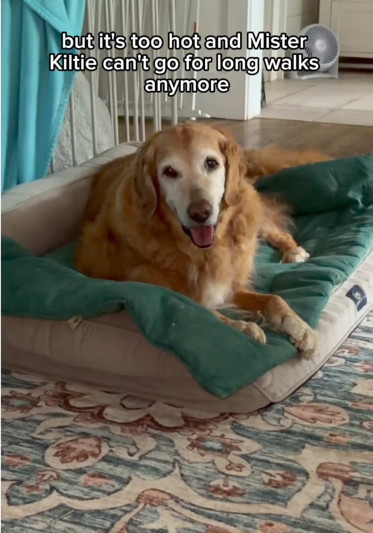 @DogMomisms