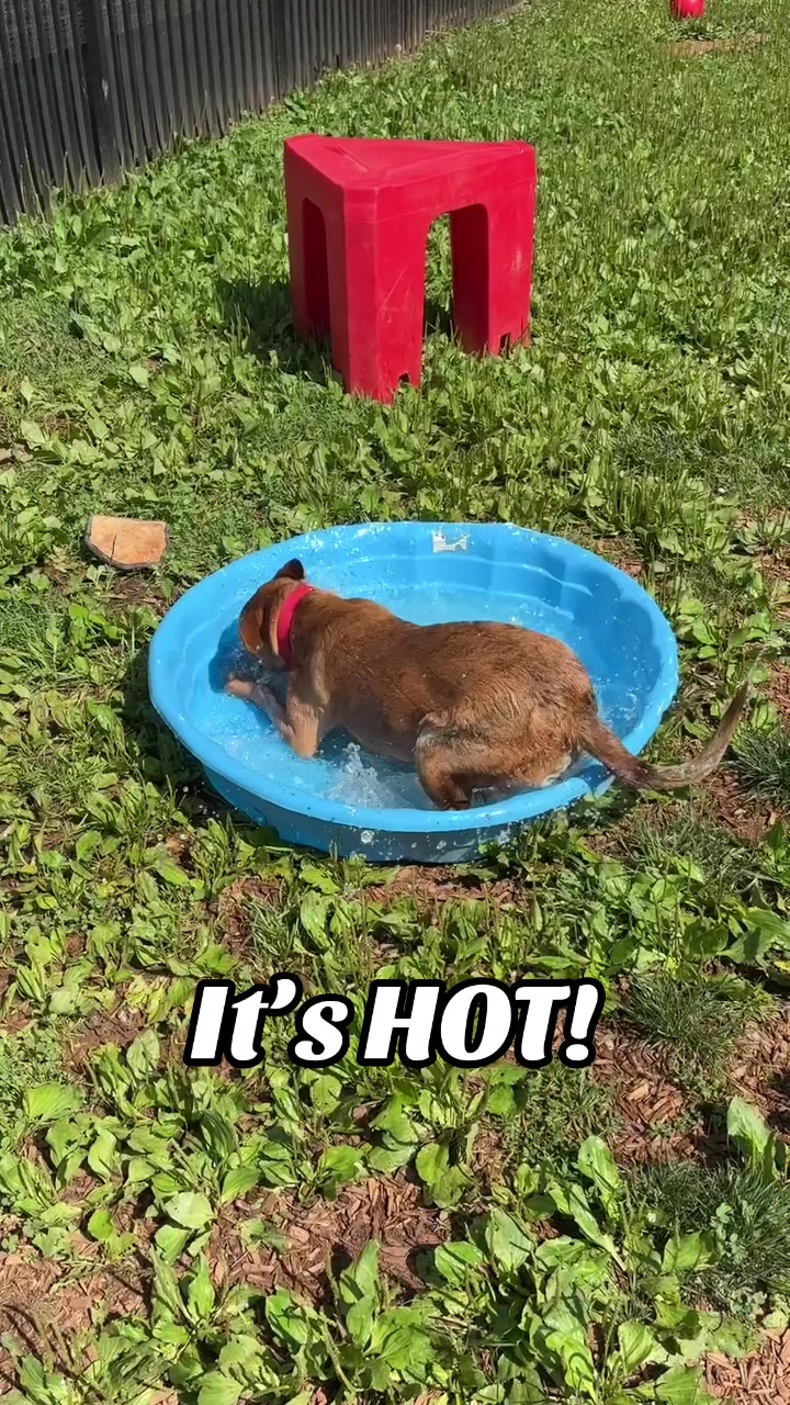 @Lynchburg Humane Society