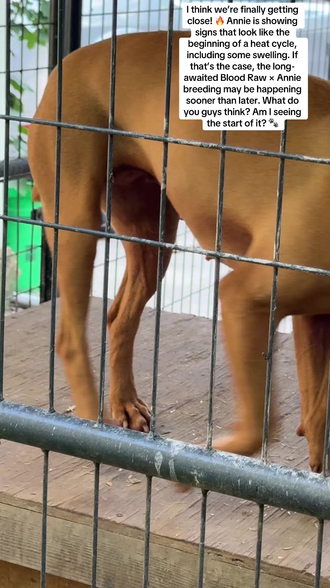@Jeep Rascal Kennels