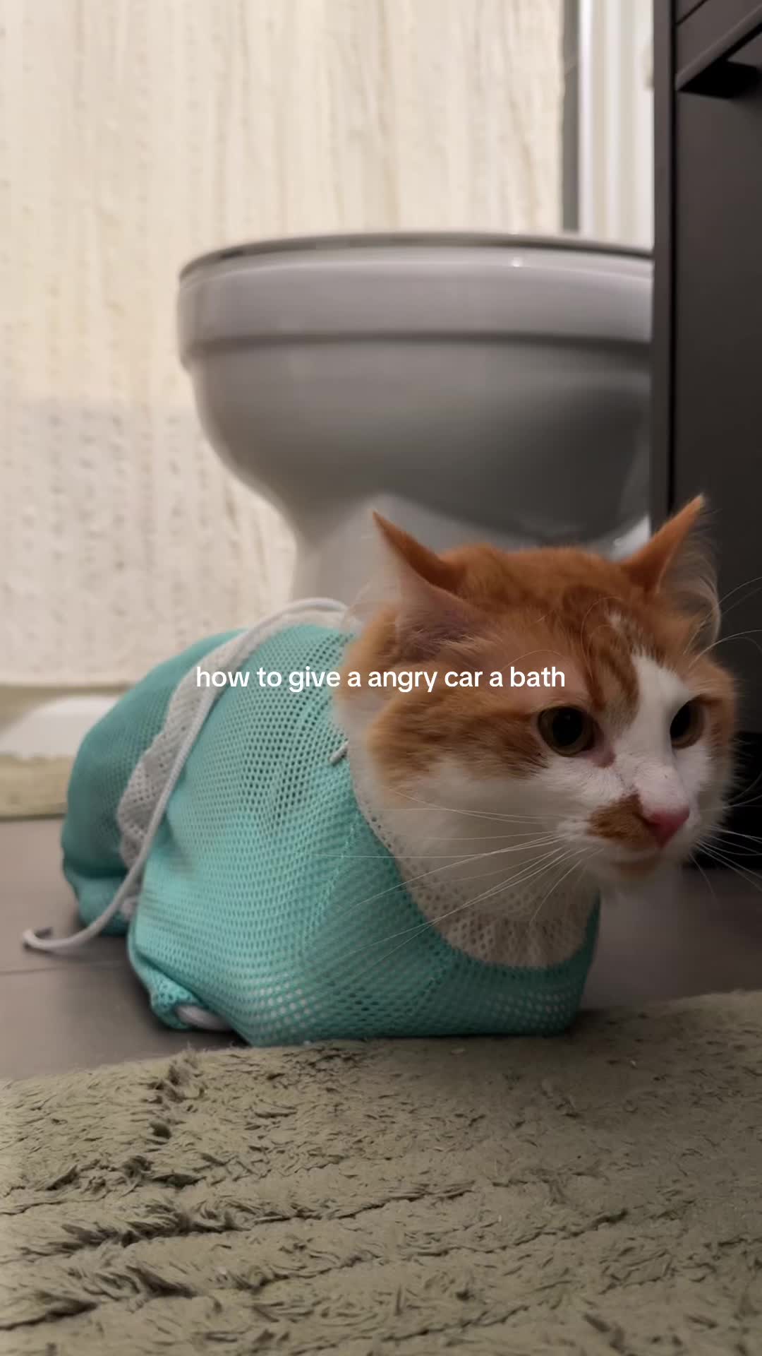 @Teddy, Bubbles, & Biscuit