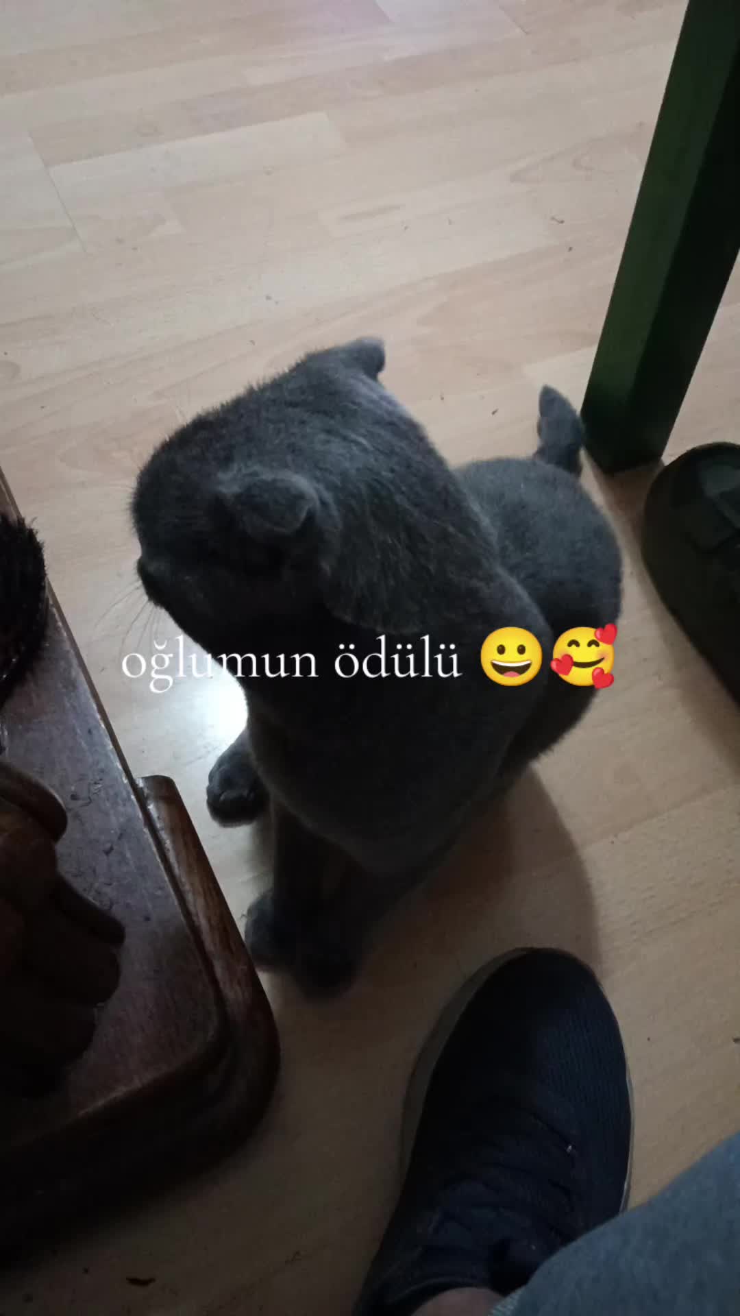 @mesut