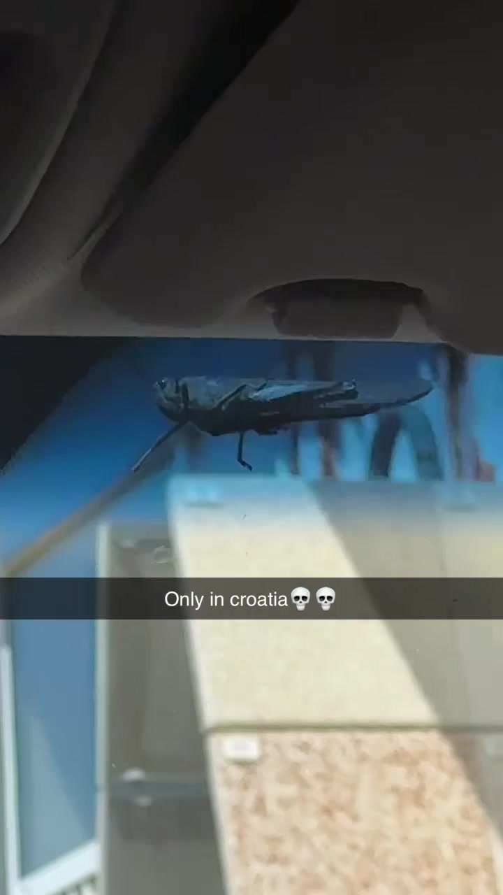 @༻❧ℰ𝓁𝓁𝒾☙༺
