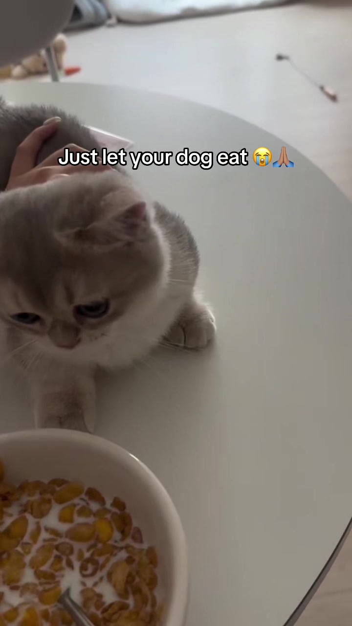 @miaou.catz
