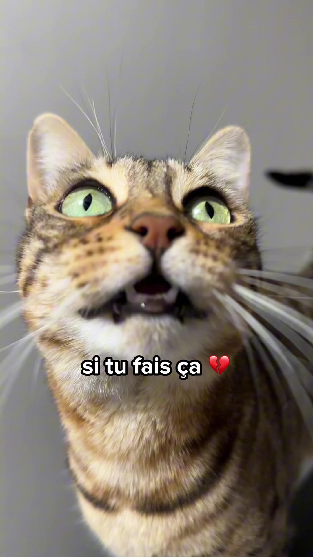 @Ricki the Bengal