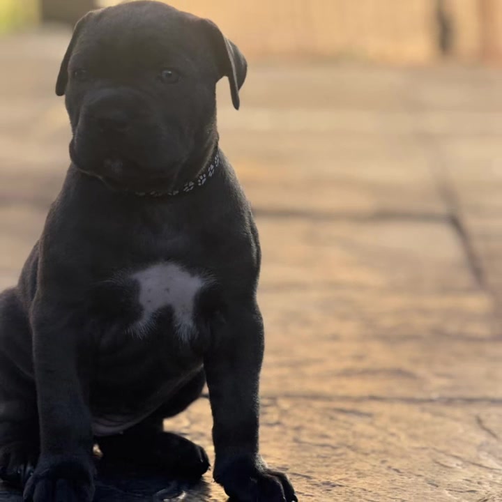 @Cane Corso PatoSquad