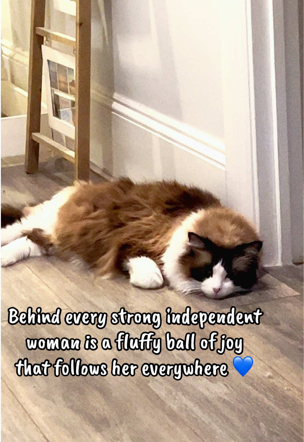 @Ted the ragdoll cat 🐾