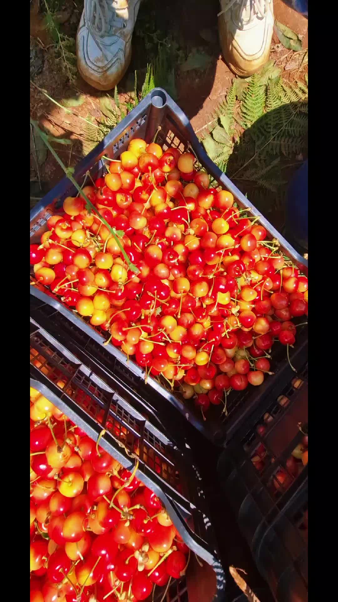 @Gena Qershia36🍒🍒