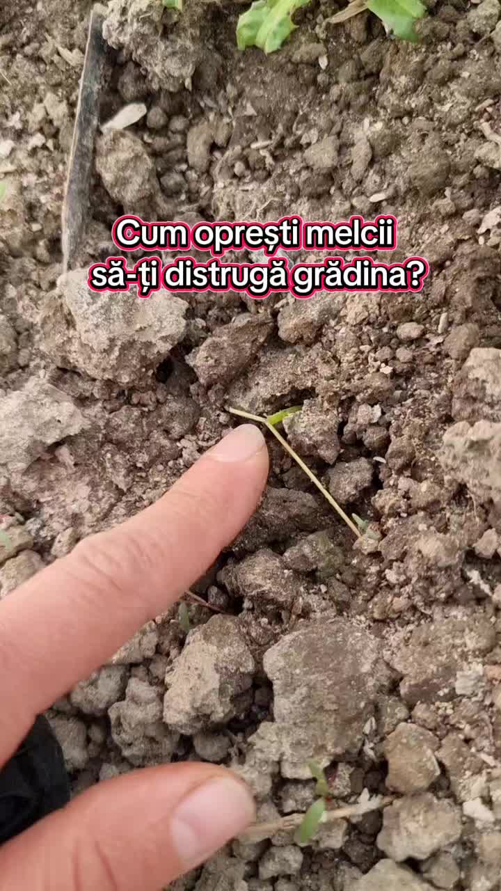 @🍎Din natură & Din tradiție