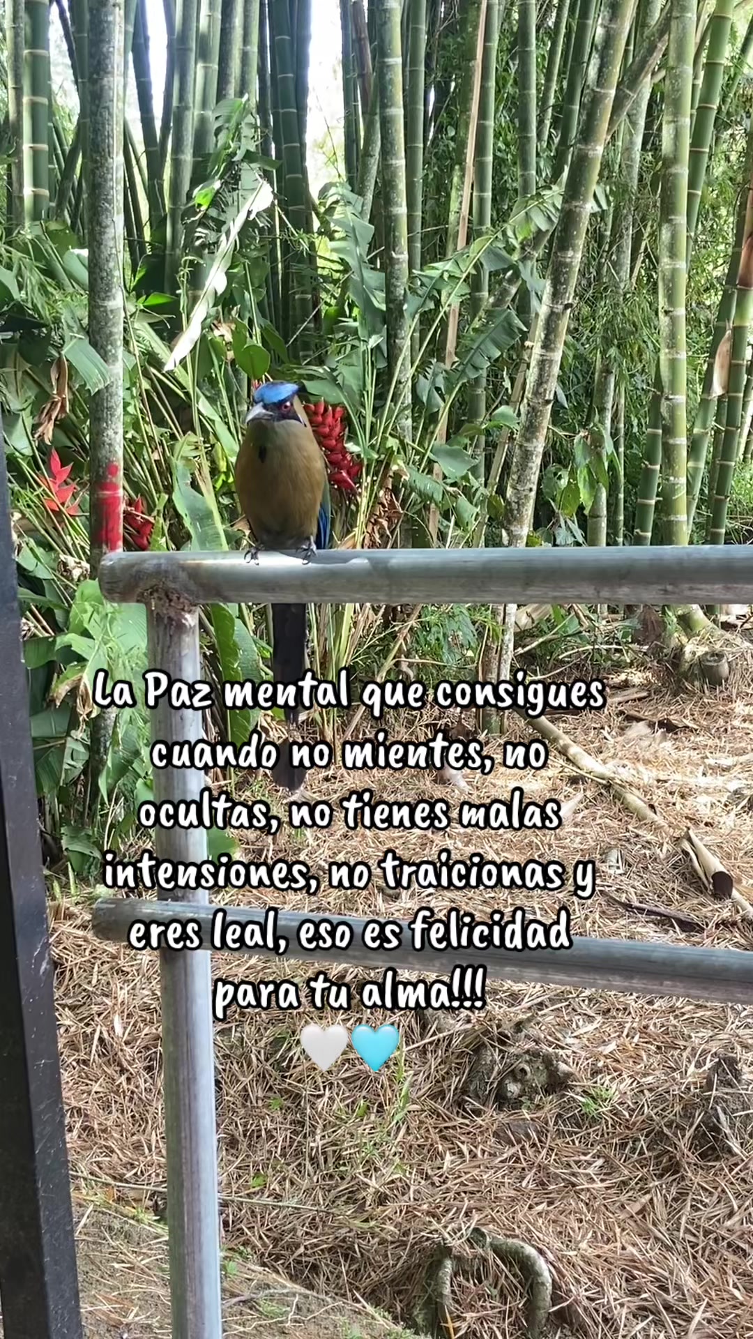 @Maye 🥰💜🖤👩🏼❤️👩🏼🍃🦋