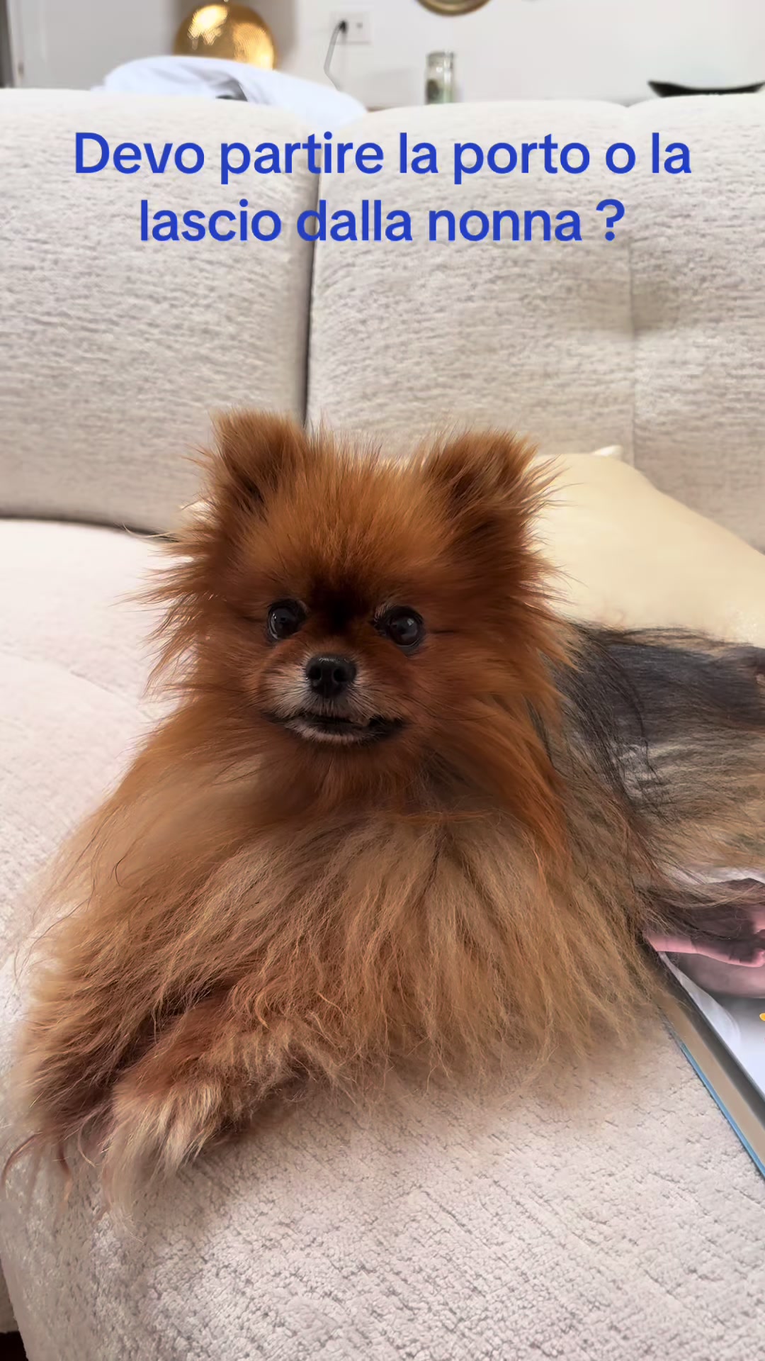 @Flamy Pomerania